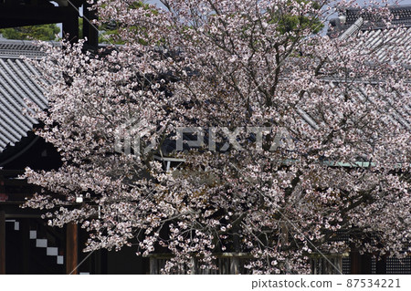 Kyoto Imperial Palace Shrine Plaza Sakurai Cherry Blossoms 87534221