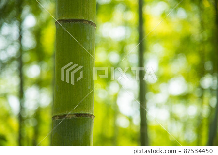 《Muko City, Kyoto Prefecture》 Fresh green bamboo grove Bamboo diameter / 87534450