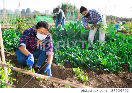 Female gardener in protective mask working in vegetable garden Female gardener in protective mask working in vegetable garden 87534792