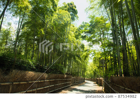 《京都府武子市》鮮綠竹林竹徑/ 《京都府武子市》鮮綠竹林竹徑/ 87534982