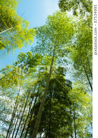 《京都府武子市》鮮綠竹林竹徑/ 87534995