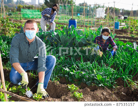 Amateur gardener in protective mask spudding young greens in vegetable garden Amateur gardener in protective mask spudding young greens in vegetable garden 87535157