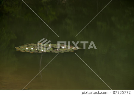 Water lily pond of wild bamboo grass Water lily pond of wild bamboo grass 87535772