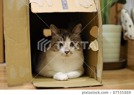 從盒子裡 從盒子裡 87535889