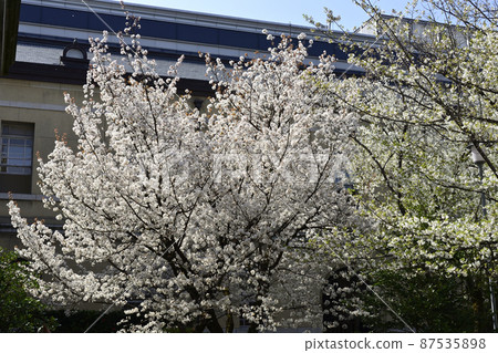 Old Main Building Kyoto Sakura 87535898