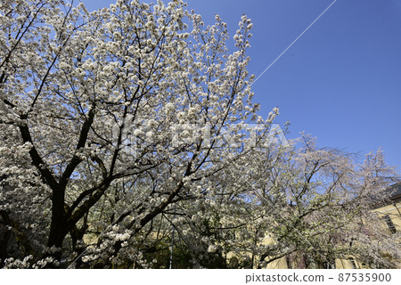 舊主樓京都櫻花 87535900