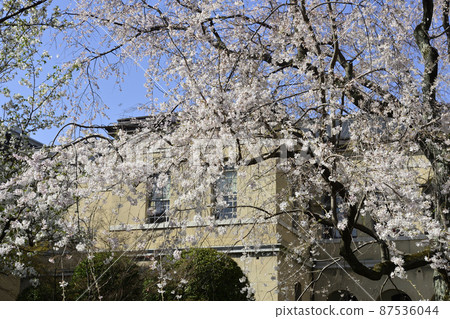 京都府政府老主樓祗園下垂的櫻花 京都府政府老主樓祗園下垂的櫻花 87536044