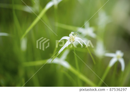 白尾黑尾魷魚 87536297