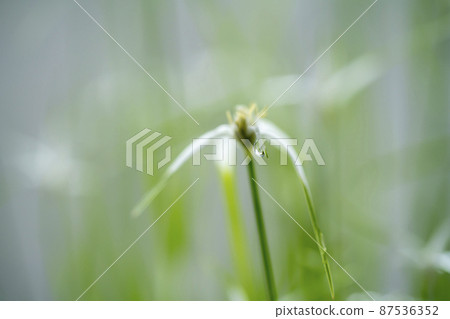 White-tailed black-tailed squid 87536352