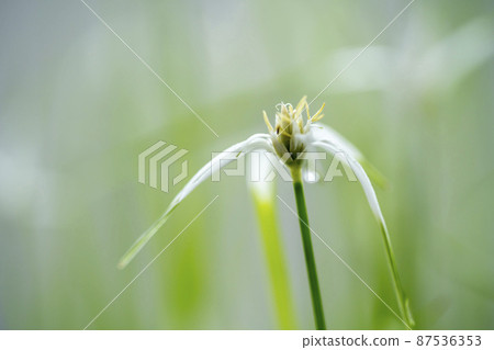 White-tailed black-tailed squid White-tailed black-tailed squid 87536353