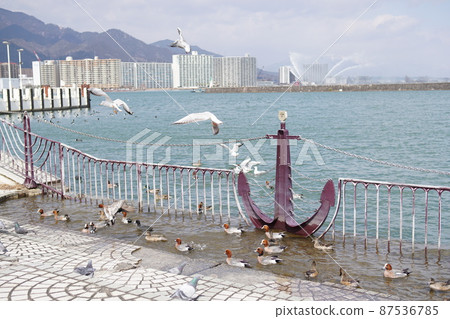 琵琶湖大津港水鳥遊樂 87536785