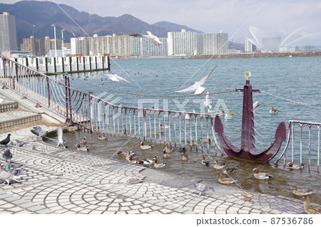 琵琶湖大津港水鳥遊樂 琵琶湖大津港水鳥遊樂 87536786