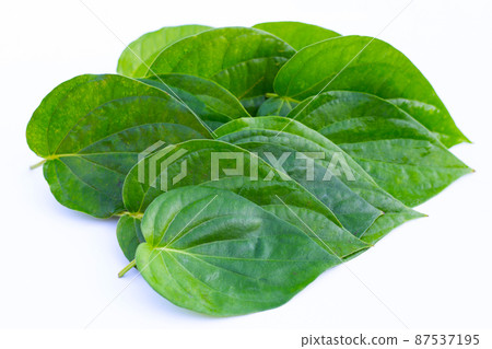 Green betel leaves, Fresh piper betle on white background Green betel leaves, Fresh piper betle on white background 87537195