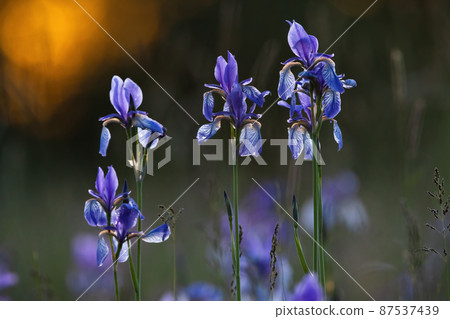 A group of siberian irises growing on a spring meadow illuminated by evening sun. 87537439