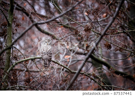 Ural owl sitting on a branch in forest hidden thanks to its feathers 87537441