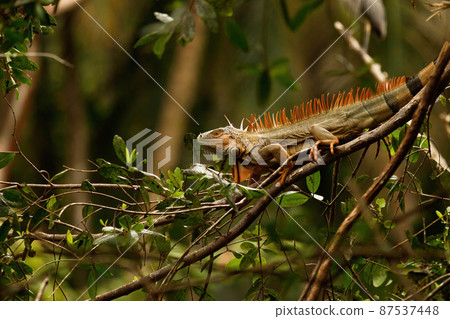 Wild green iguana with spiky back lying on branch in jungle of Costa Rica Wild green iguana with spiky back lying on branch in jungle of Costa Rica 87537448