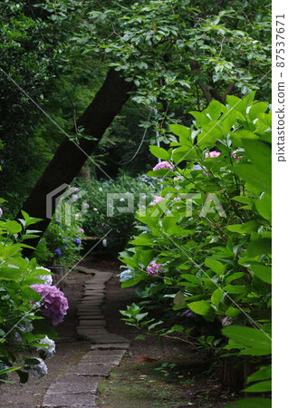 Hydrangea of hydrangea 87537671
