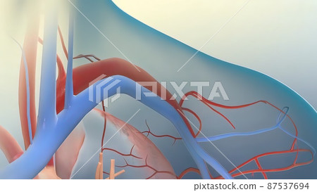 There are three kinds of blood vessels: arteries, veins, and capillaries 87537694