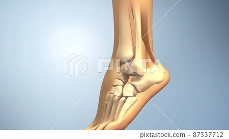 Anatomy,achilles tendon ,soleus ,calcaneus Anatomy,achilles tendon ,soleus ,calcaneus 87537712