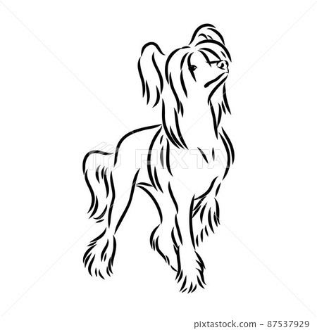 Decorative portrait of standing in profile Chinese Crested Dog, vector isolated illustration in black color on white background Decorative portrait of standing in profile Chinese Crested Dog, vector isolated illustration in black color on white background 87537929