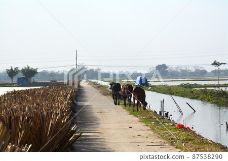 Buffalo and paddy field 87538290