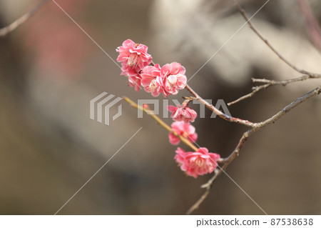 紅梅(Takinomiya Tenmanguaku) 紅梅(Takinomiya Tenmanguaku) 87538638