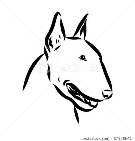 Bull terrier, bull terrier funny face, black and white vector illustration 87538641