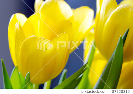 Beautiful yellow bouquet of tulips in spring. Congratulations on the holiday. 87538813