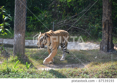 Phu Quoc Safari walking tiger 87539193