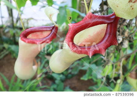 Nepenthes, carnivorous plant 87539396