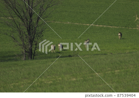 Roe deer 87539404