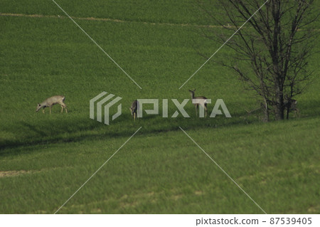 Roe deer 87539405