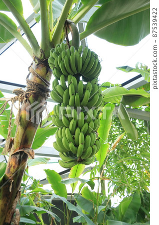 Banana banana fruit Banana banana fruit 87539422