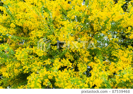 Blooming flowers 87539468
