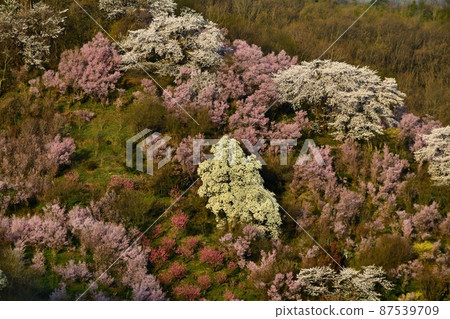 福島市花見山公園開花的樹木 福島市花見山公園開花的樹木 87539709