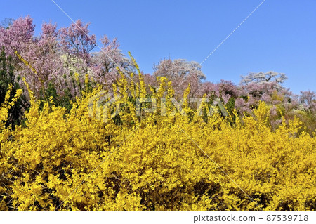 Flowering trees in Hanamiyama Park, Fukushima City Flowering trees in Hanamiyama Park, Fukushima City 87539718