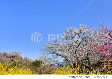 Flowering trees in Hanamiyama Park, Fukushima City 87539719
