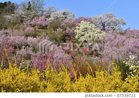 福島市花見山公園開花的樹木 87539722