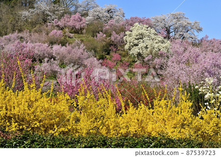 福島市花見山公園開花的樹木 87539723