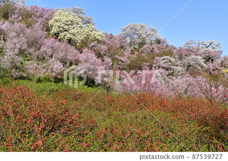 福島市花見山公園開花的樹木 87539727