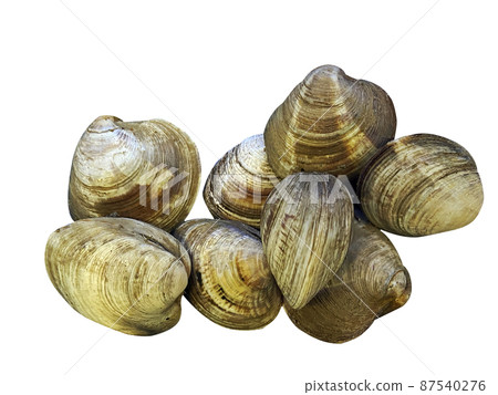 lily, clams, oysters lily, clams, oysters 87540276