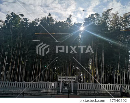 Yawata's bushless (Fuchimori Shrine) in Ichikawa City, Chiba Prefecture Yawata's bushless (Fuchimori Shrine) in Ichikawa City, Chiba Prefecture 87540392