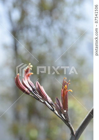 Bronze New Zealand flax 87541506