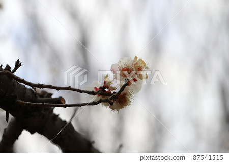 日本埼玉縣埼玉市大宮第二公園盛開的白梅花（雪、月和花） 87541515