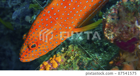 Coral Grouper, North Ari Atoll, Maldives Coral Grouper, North Ari Atoll, Maldives 87541575