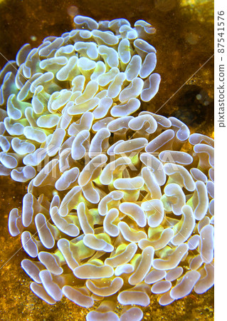 Branching Hammer Coral, Lembeh, Indonesia 87541576