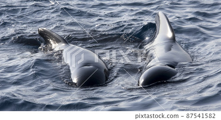 Long-finned Pilot Whale, El Estrecho Natural Park, Spain Long-finned Pilot Whale, El Estrecho Natural Park, Spain 87541582