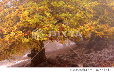 Hayedo de la Pedrosa Beech Forest, Spain 87541618