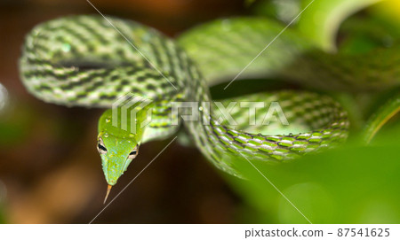 Green Vine Snake, Sinharaja National Park Rain Forest, Sri Lanka 87541625