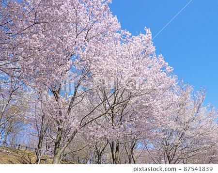 Cherry Blossoms	 87541839